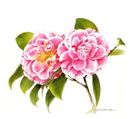 111223botani.jpg