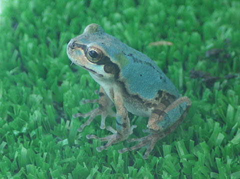 IMGP4849amagaeru.jpg