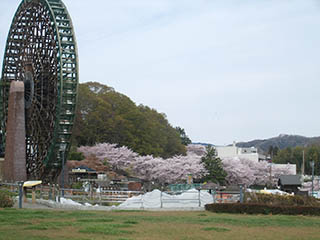 16.4.08sakura02.jpg