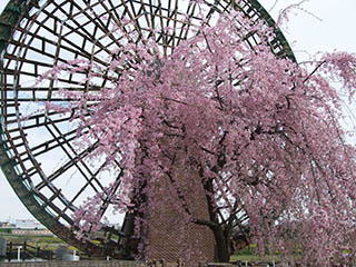 16.4.08sakura03.jpg