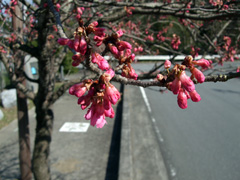 2012.3.27_kanhizakura_2.jpg