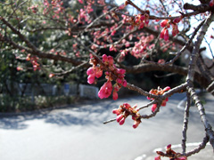 2012.3.27_kanhizakura_3.jpg