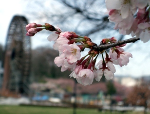 2014.3.29someiyoshino2.jpg