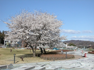 20150403_sakura2002_01.jpg