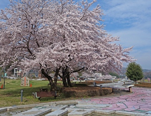 20150403_sakura2015_02.jpg