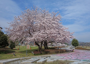 20150403_sakura_03.jpg