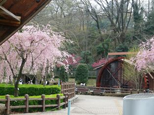 20150403sakura06.jpg