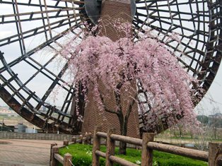 20150403sakura07.jpg