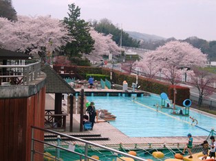 20150403sakura08.jpg