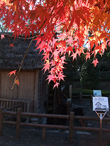 2017.11.12kyu_seimai&momiji02.jpg