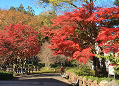 2017.11.19_08momiji.jpg