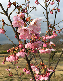 2017.4.01youkouzakura01.jpg