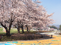 2017.4.06sakura_daimokei01.jpg