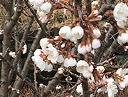 2019.3.16 シナ実桜01.jpg