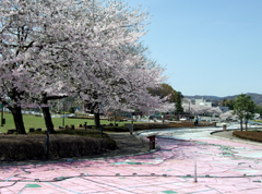 25.04.04_sakura1.jpg