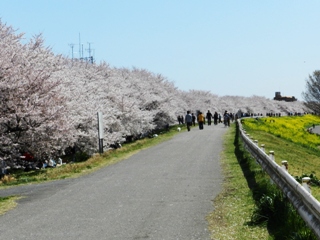 サクラが散り
始めた熊谷桜堤