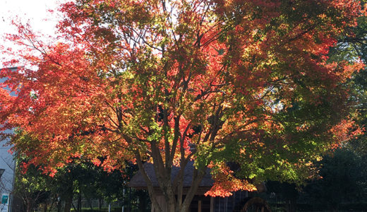 「かわはくの紅葉」見頃です！