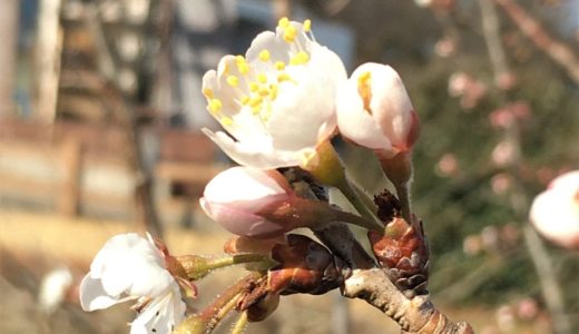 「かわはく」のサクラの開花  少しずつ･･･