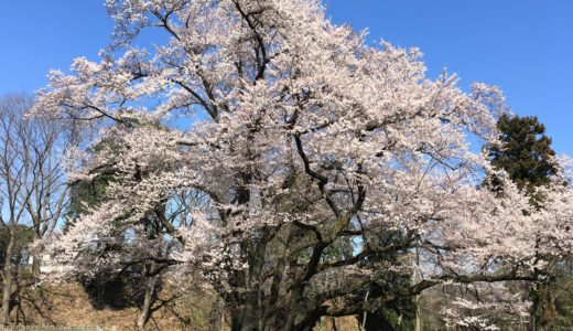 寄居町の「エドヒガンザクラ」満開！