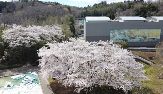 「かわはく」のさくら 本日満開！