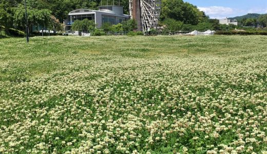 ５万本(?)のシロツメクサ