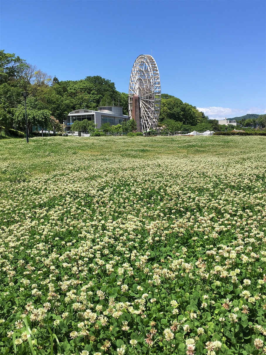 ５万本 のシロツメクサ かわはくブログ