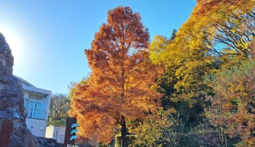 落羽松（ラクウショウ）が色づきました。