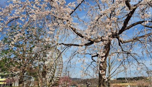 しだれ桜がほぼ満開です🌸