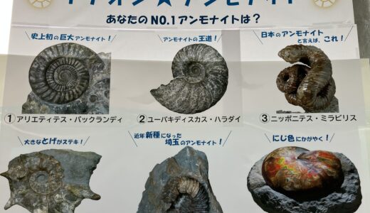 イチオシ★アンモナイト～あなたのNo.1アンモナイトは？～