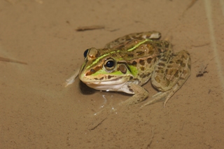 <p>写真:トウキョウダルマガエル</p>