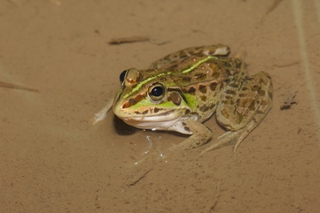 <p>写真：トウキョウダルマガエル</p>
