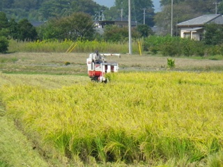 <p>写真:荒川流域の田んぼ </p>