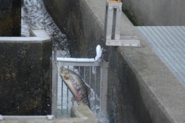 <p>写真:利根大堰魚道(埼玉県行田市)</p>
