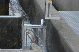 <p>写真：利根大堰魚道（埼玉県行田市）</p>
