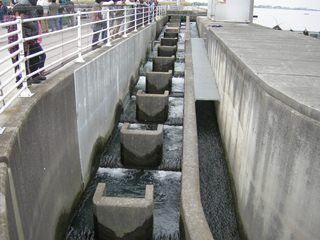 <p>写真：利根大堰魚道（埼玉県行田市）</p>
