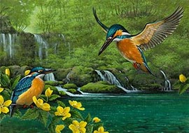 <p>ヤマブキとカワセミ(狼林)</p>