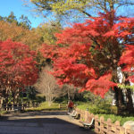 かわはくの紅葉