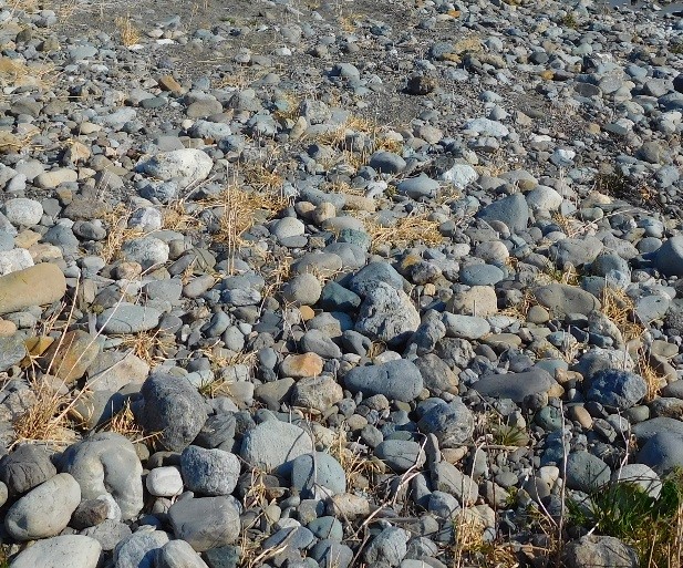 荒川のかわせみ河原の石