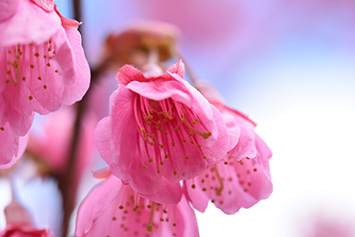 ヒマラヤ緋桜