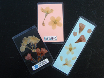 押し花カード