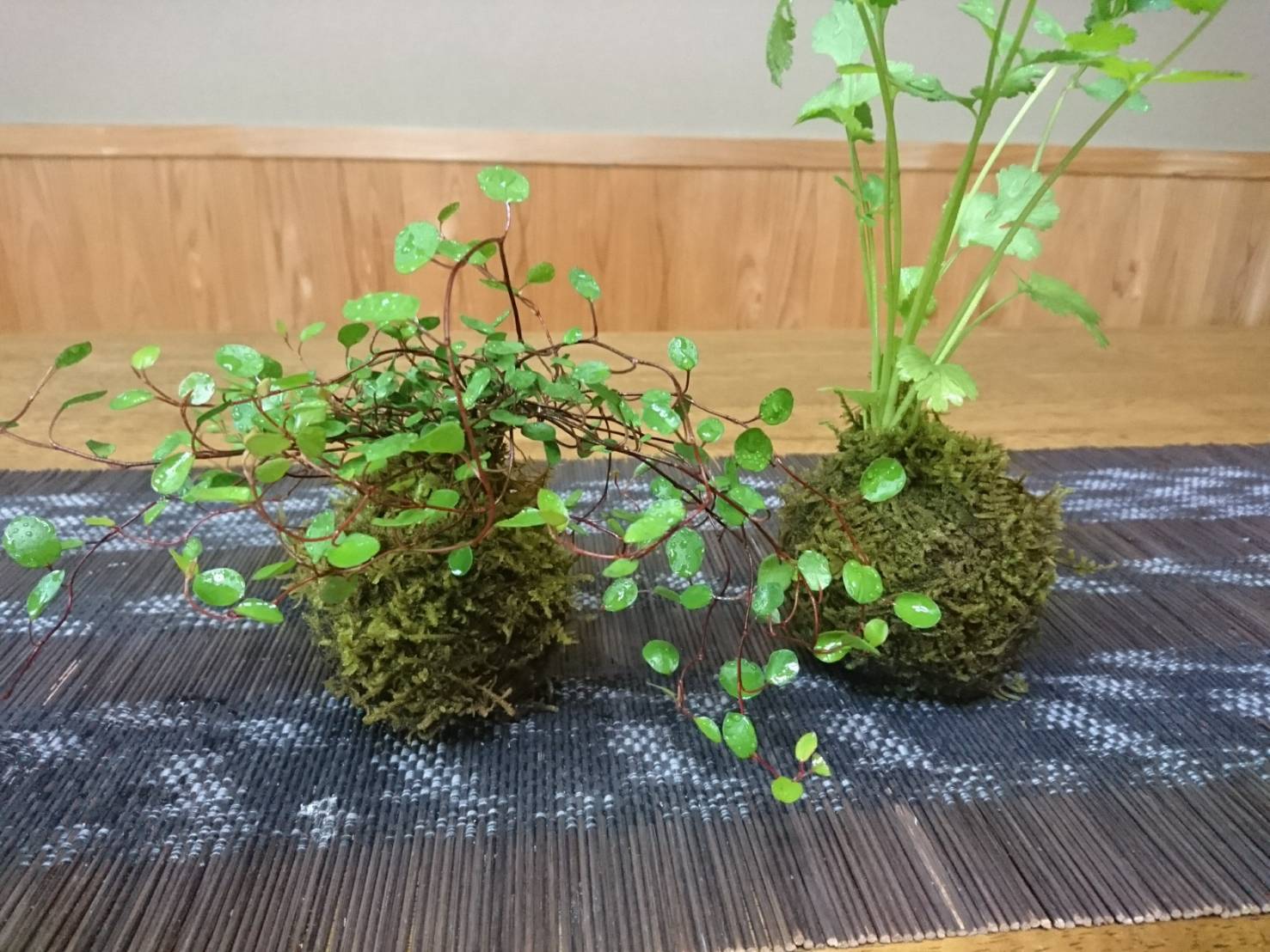 コケ玉(写真はイメージです)