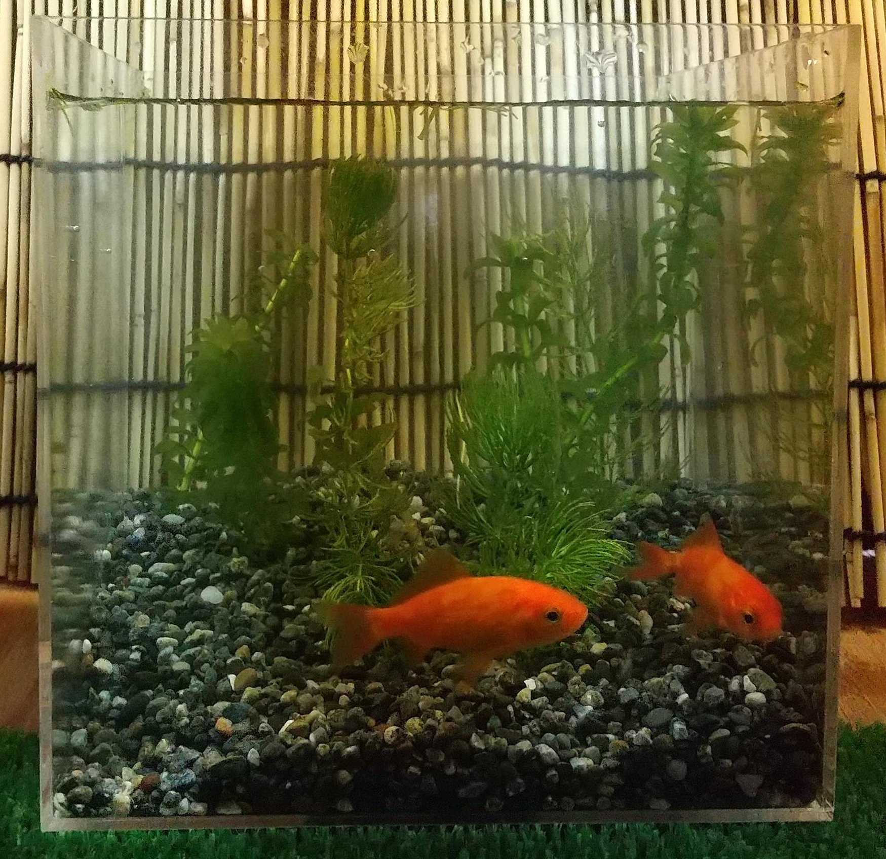 初めての金魚~金魚を飼ってみよう~(写真はイメージです)