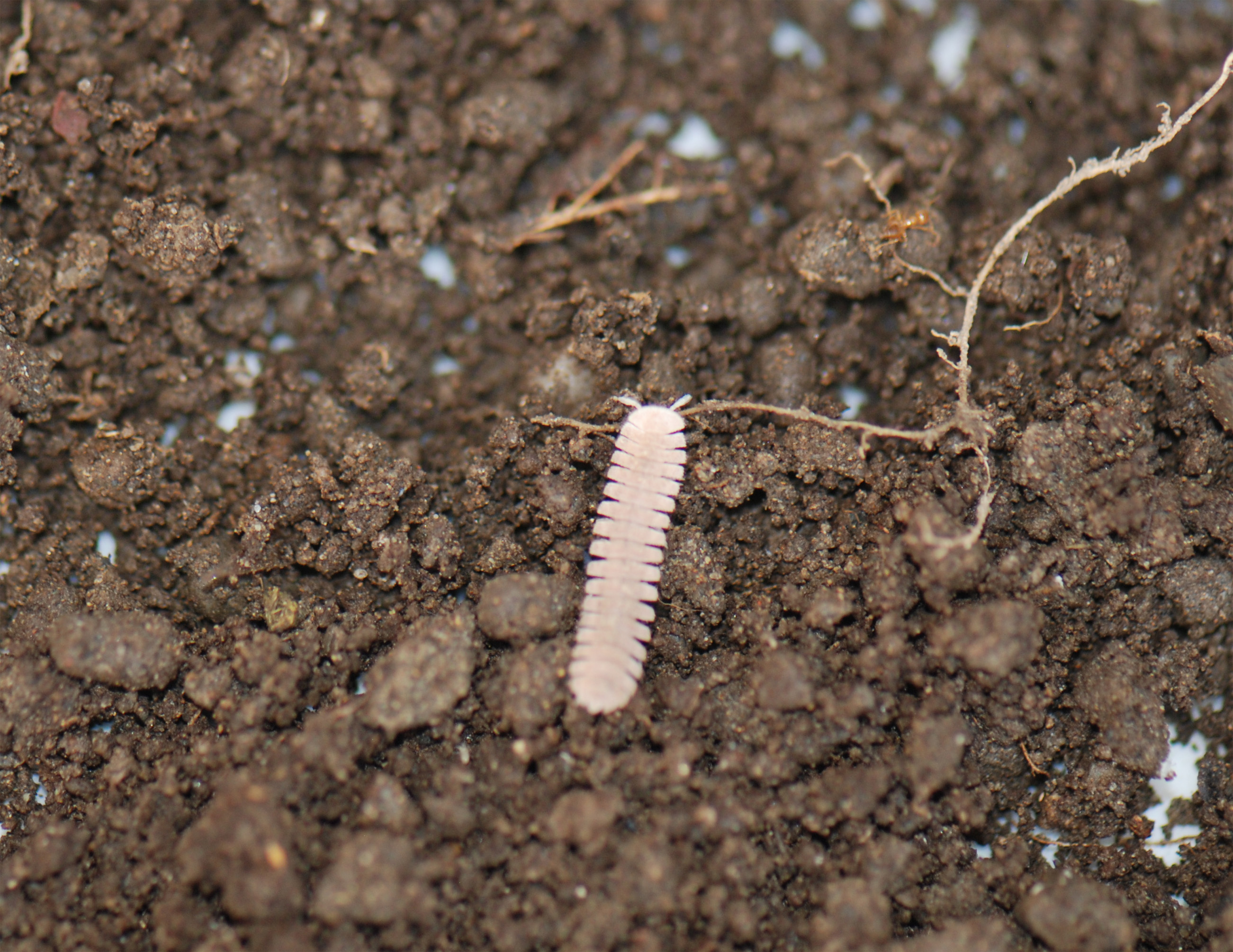 動く生き物を見つけられるかな?
(写真はヤスデ)