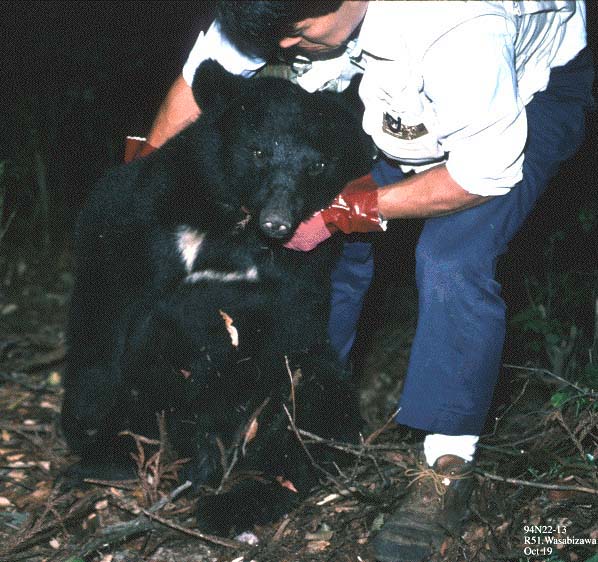 捕獲されたクマ