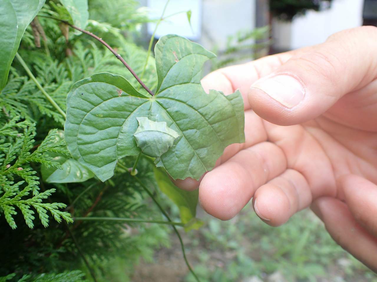ダイミョウセセリの幼虫のすみか