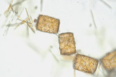 顕微鏡で珪藻を見てみよう！