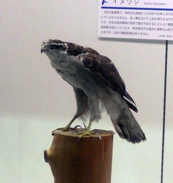<p>オオタカ（埼玉県立自然の博物館所蔵）</p>
