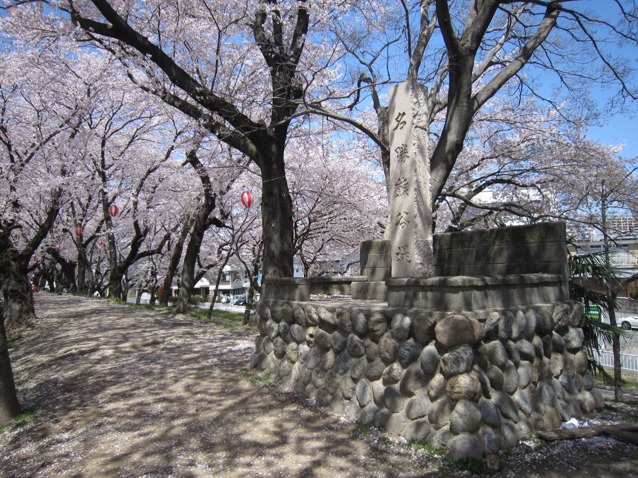 <p>桜の名所、旧熊谷堤</p>
