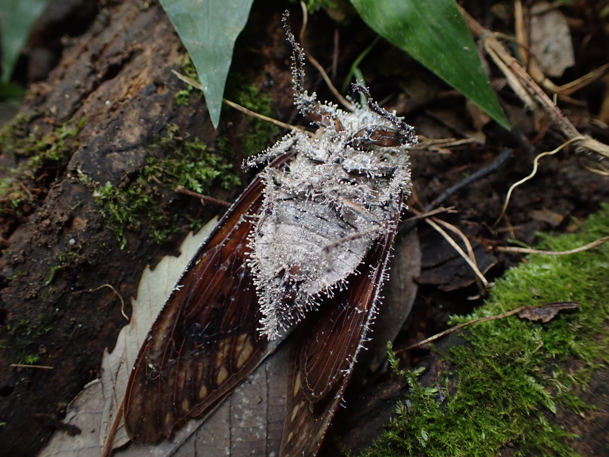 <p>なかには昆虫に寄生するカビなども.....</p>