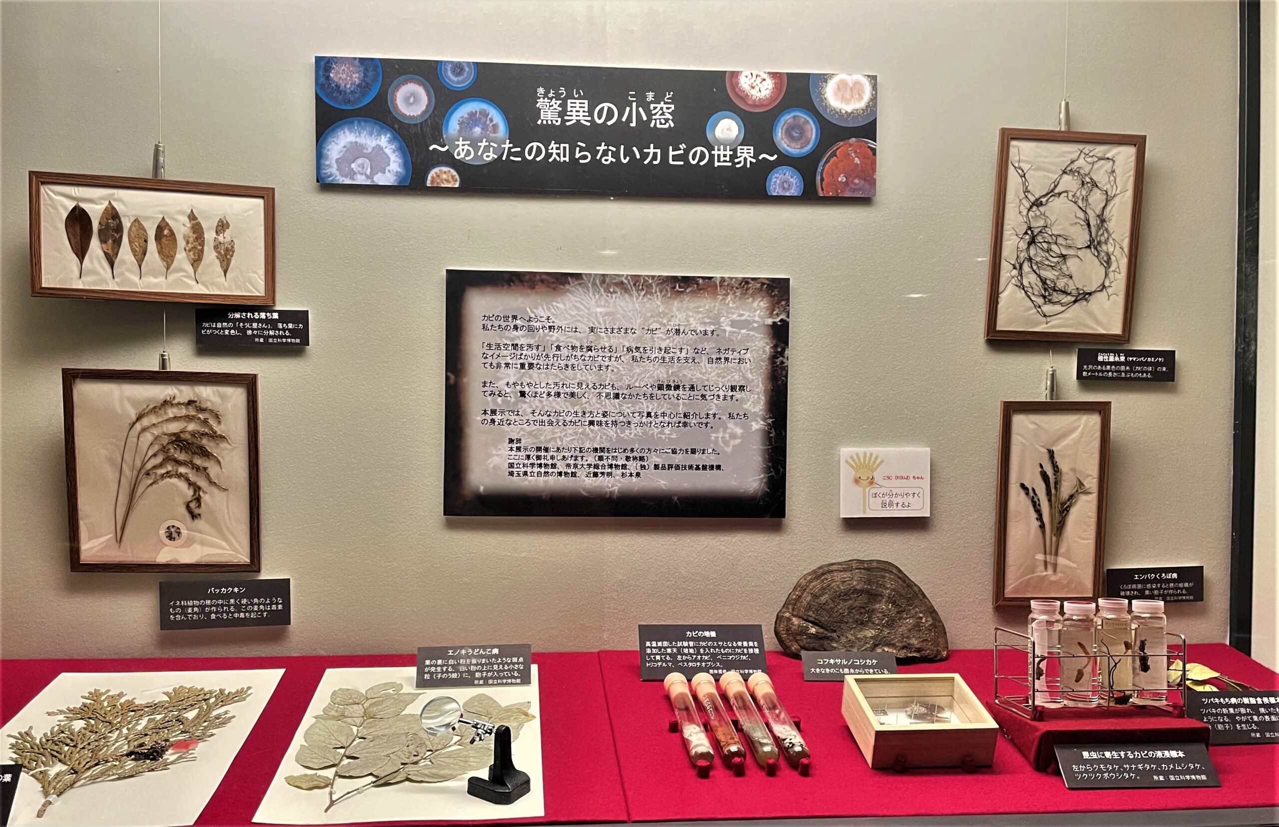 <p>「驚異の部屋」ならぬ「驚異の小窓」。珍妙なカビの標本の一部を展示します。</p>